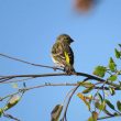 Serin cini dans l’oued Selouane